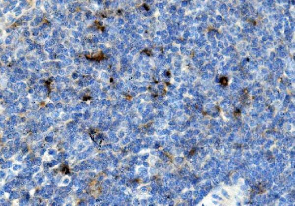 a00158 5 ccr2 primary antibodies ihc testing 3