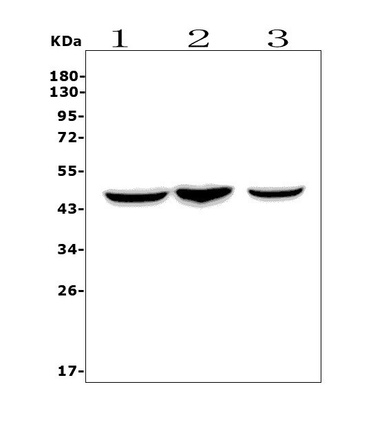 a00158 5 ccr2 primary antibodies wb testing 1