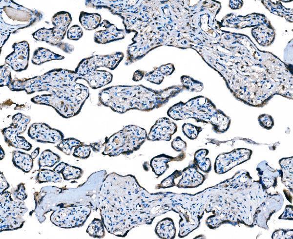 a00158 7 ccr2 primary antibodies ihc testing 4