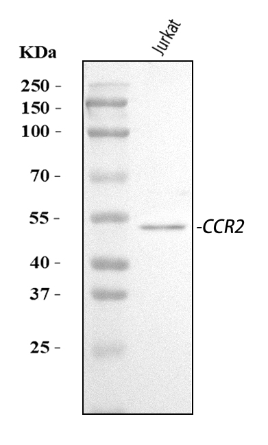  Western blot analysis of CCR2 using anti-CCR2 antibody (A00158-7)