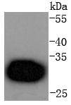 Western blot analysis of Cdk4 on Hela cells lysates using anti-Cdk4 antibody at 1/1,000 dilution