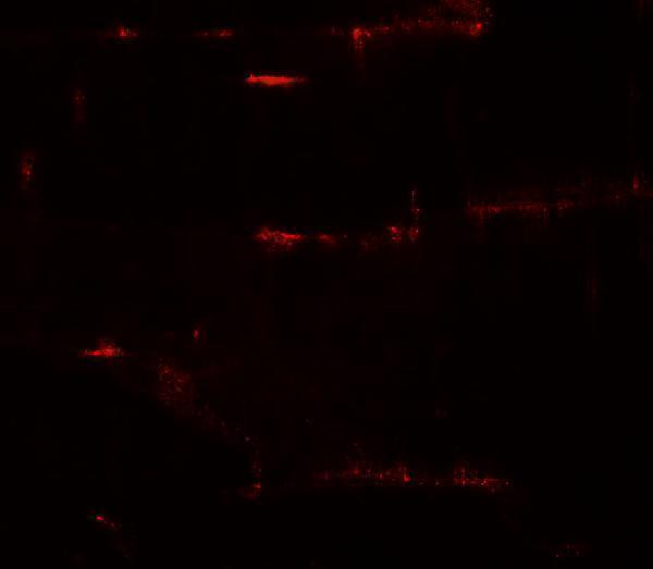 a00160 prc1 primary antibodies if testing 3