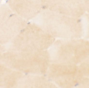 a00160 prc1 primary antibodies ihc testing 2