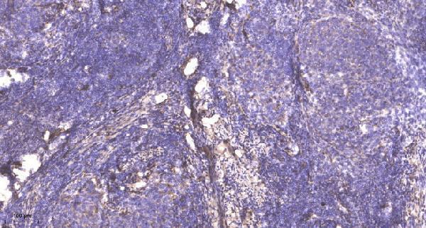 a00160t481 prc1 primary antibodies ihc testing 4