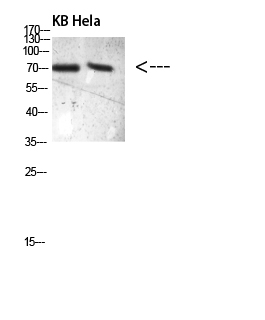 a00160t481 prc1 primary antibodies wb testing 2