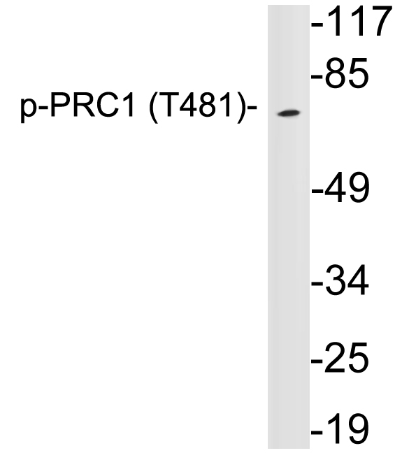 a00160t481 prc1 primary antibodies wb testing 3