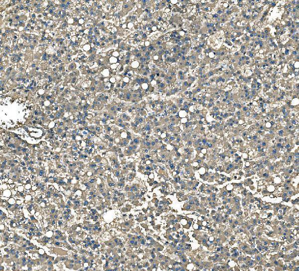 a00162 apcs primary antibodies ihc testing 2