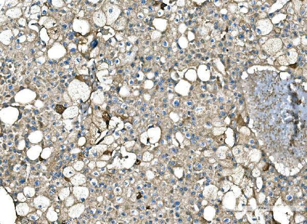 a00162 apcs primary antibodies ihc testing 3