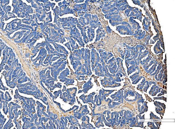 a00162 apcs primary antibodies ihc testing 4