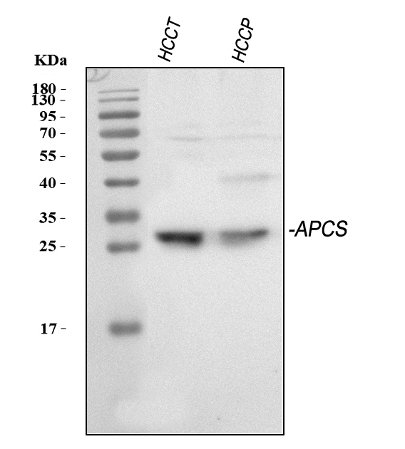 a00162 apcs primary antibodies wb testing 1