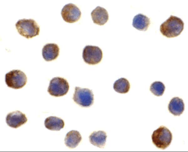 Immunocytochemistry of IRF3 in Ramos cells with IRF3 antibody at 2 μg/mL