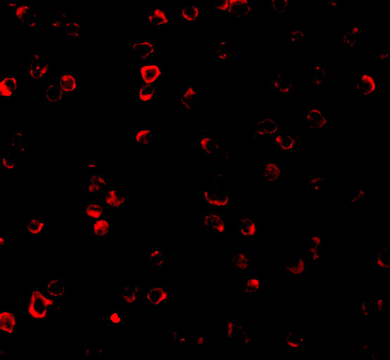 Immunofluorescence of IRF3 in Ramos cells with IRF3 antibody at 2 μg/mL