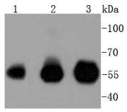 Western blot analysis of IRF3 on different lysates using anti-IRF3 antibody at 1/1,000 dilution
