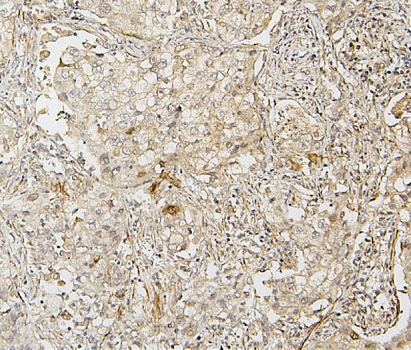  IHC analysis of IRF3 using anti-IRF3 antibody (A00165-4)