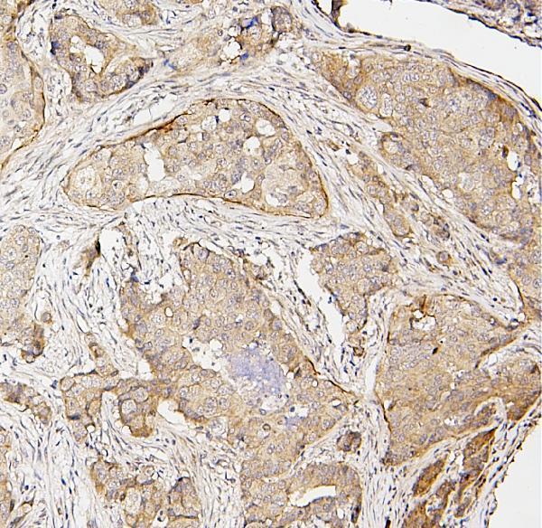  IHC analysis of IRF3 using anti-IRF3 antibody (A00165-4)