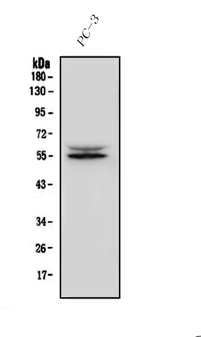  Western blot analysis of IRF3 using anti-IRF3 antibody (A00165-4)