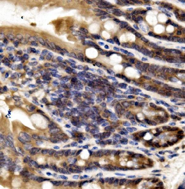  IHC analysis of IRF3 using anti-IRF3 antibody (A00165-5)