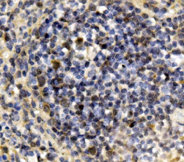  IHC analysis of IRF3 using anti-IRF3 antibody (A00165-5)