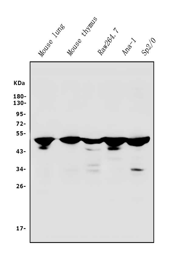  Western blot analysis of IRF3 using anti-IRF3 antibody (A00165-5)