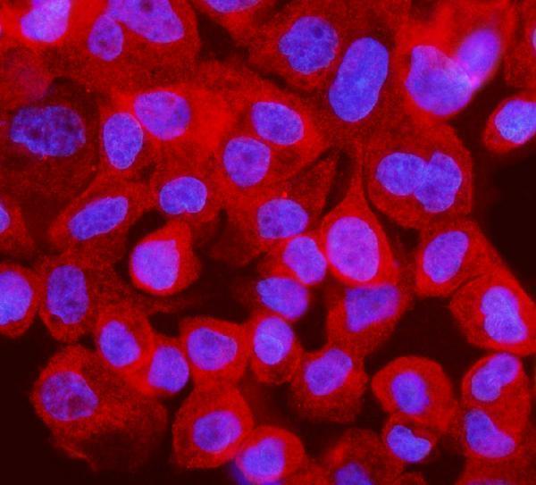  IF analysis of IRF3 using anti-IRF3 antibody (A00165-6)