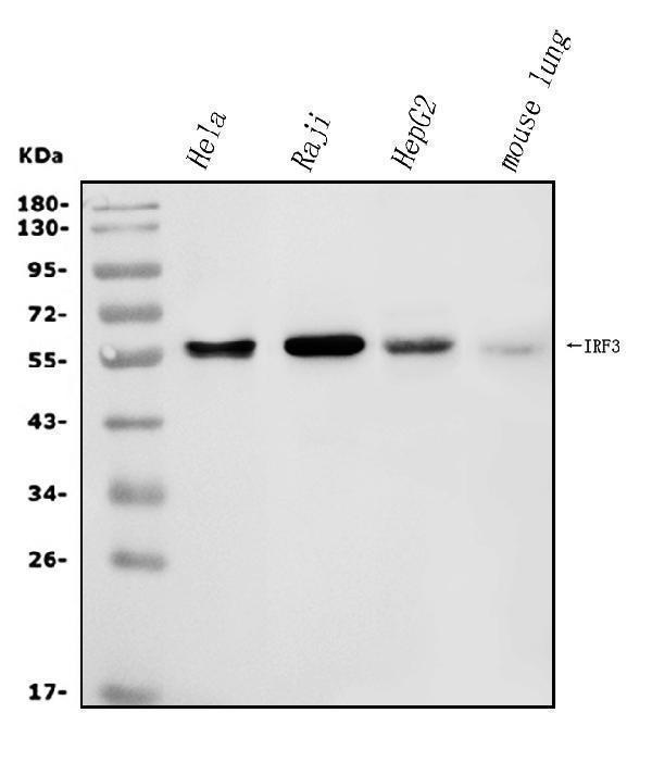  Western blot analysis of IRF3 using anti-IRF3 antibody (A00165-6)