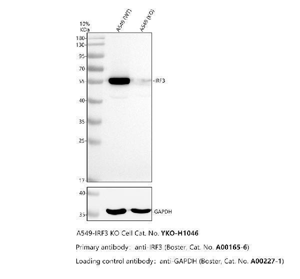 a00165 6 irf3 primary antibodies wb testing 2