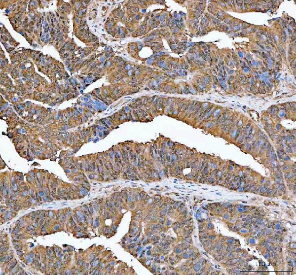  IHC analysis of IRF3 using anti-IRF3 antibody (A00165-7)