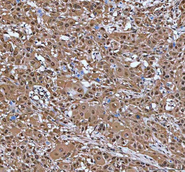 IHC analysis of IRF3 using anti-IRF3 antibody (A00165-7)