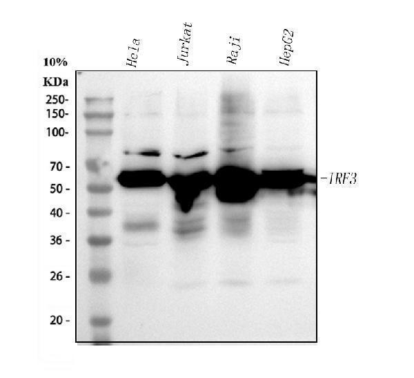 Western blot analysis of IRF3 using anti-IRF3 antibody (A00165-7)