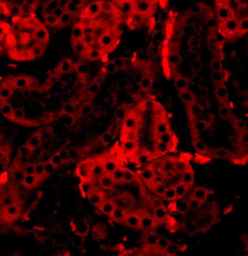 Immunofluorescence of IRF3 in Mouse Kidney cells with IRF3 antibody at 20 μg/mL