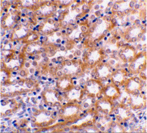Immunohistochemical staining of mouse kidney using IRF3 antibody at 2 μg/mL