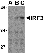 Western blot analysis of IRF3 in Ramos whole cell lysate with IRF3 antibody at (A) 1, (B) 2, and (C) 4 μg/mL