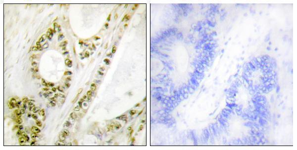 a00165s385 irf3 primary antibodies if testing 5
