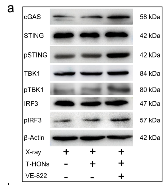 Western Blot analysis of 293 cells using Phospho-IRF-3 (S385) Polyclonal Antibody