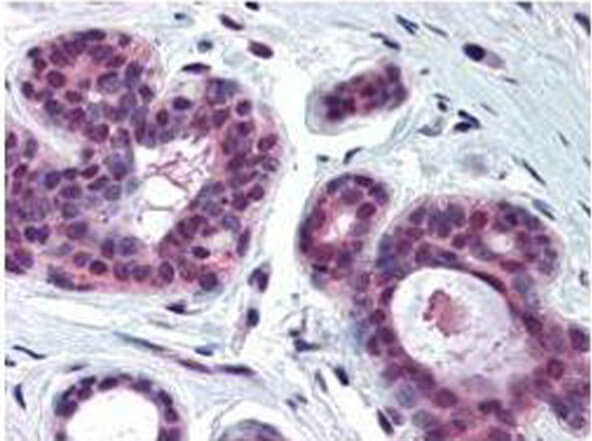 a00166 cdk2 primary antibodies ihc testing 1