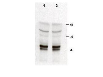 a00166 cdk2 primary antibodies wb testing 2
