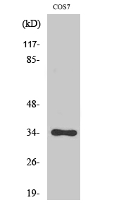 a00166t14 cdk2 primary antibodies wb testing 2