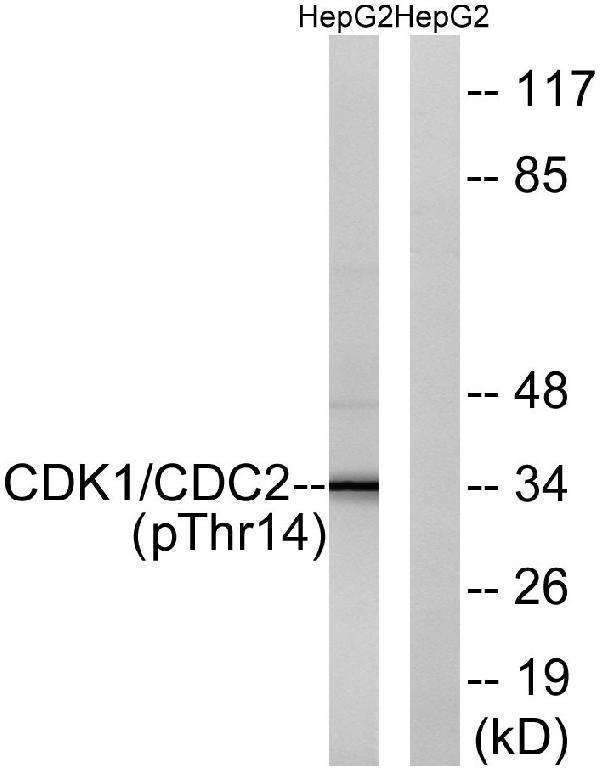 a00166t14 cdk2 primary antibodies wb testing 3
