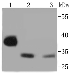 Western blot analysis of Phospho-Cdk2(Y15) on different lysates using anti-Phospho-Cdk2(Y15) antibody at 1/1,000 dilution