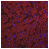 Immunofluorescent analysis of Complement C3 staining in rat liver