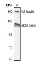 Western blot analysis of Complement C3 expression in HepG2 (A) whole cell lysates