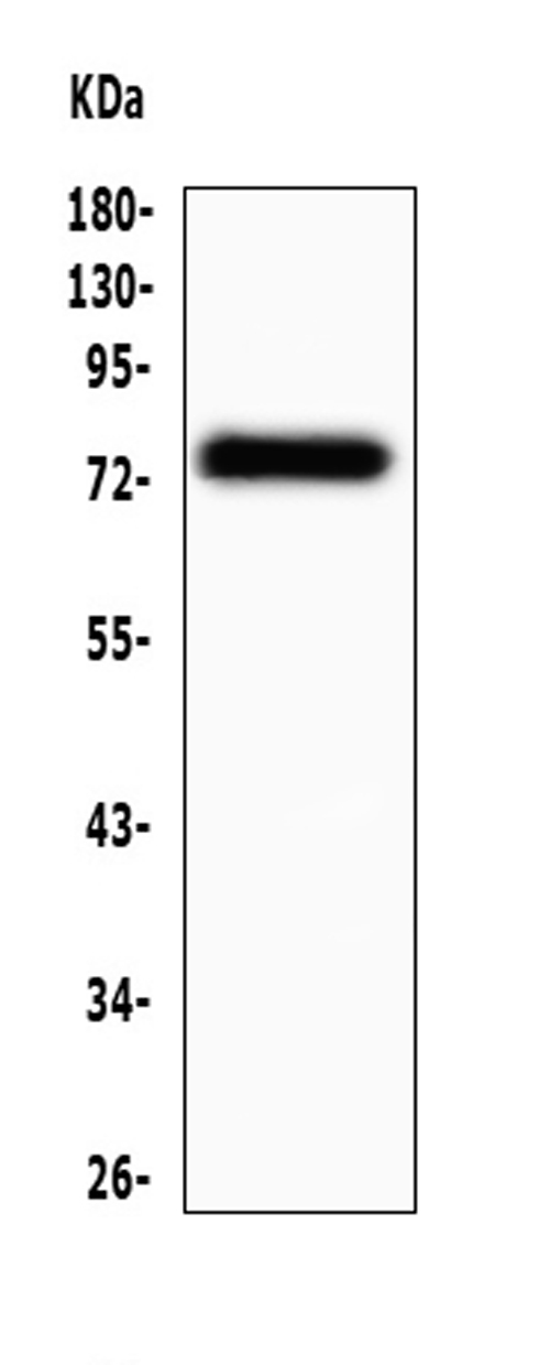 Western blot analysis of MAVS using anti-MAVS antibody (A00169-1). Electrophoresis was performed on a 5-20% SDS-PAGE gel at 70V (Stacking gel) / 90V (Resolving gel) for 2-3 hours. The sample well of each lane was loaded with 50ug of sample under reducing conditions. Lane 1: human placenta tissue lysate. After Electrophoresis, proteins were transferred to a Nitrocellulose membrane at 150mA for 50-90 minutes. Blocked the membrane with 5% Non-fat Milk/ TBS for 1.5 hour at RT. The membrane was incubated with rabbit anti-MAVS antigen affinity purified polyclonal antibody (Catalog # A00169-1) at 0.5 μg/mL overnight at 4°C, then washed with TBS-0.1%Tween 3 times with 5 minutes each and probed with a goat anti-rabbit IgG-HRP secondary antibody at a dilution of 1:10000 for 1.5 hour at RT. The signal is developed using an Enhanced Chemiluminescent detection (ECL) kit (Catalog # EK1002) with Tanon 5200 system. A specific band was detected for MAVS at approximately 75KD. The expected band size for MAVS is at 57KD.