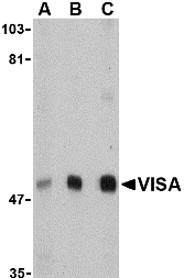 Western blot analysis of VISA in A20 cell lysate with VISA antibody at (A) 0