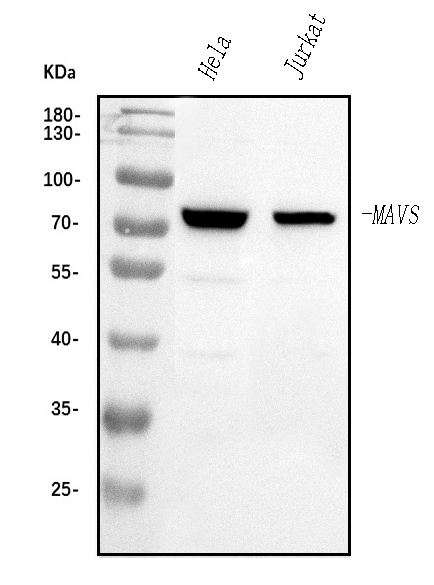 Western blot analysis of MAVS using anti-MAVS antibody (A00169-3)