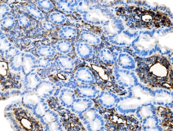  IHC analysis of Icam1 using anti-Icam1 antibody (A00171-1)