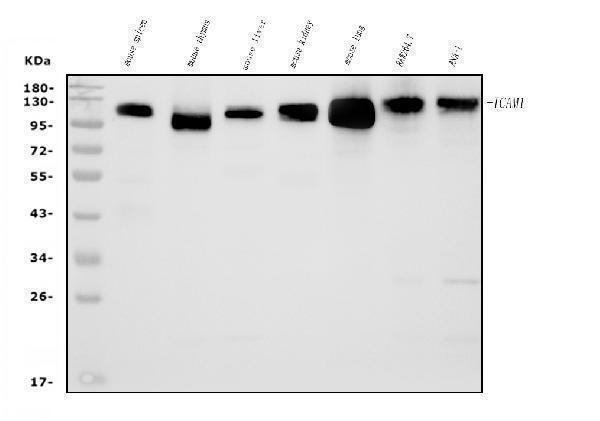  Western blot analysis of Icam1 using anti-Icam1 antibody (A00171-1)