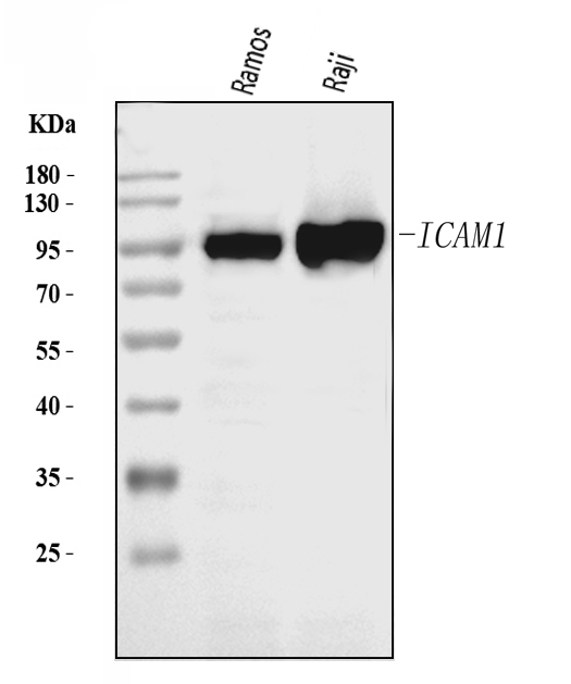  Western blot analysis of ICAM1 using anti-ICAM1 antibody (A00171-2)