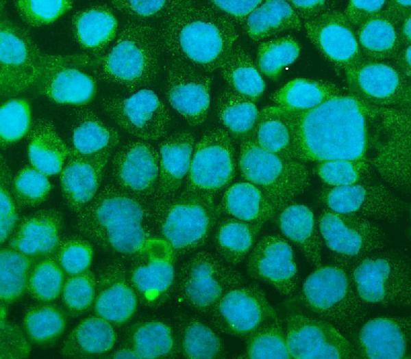 a00171 icam1 primary antibodies icc testing 8