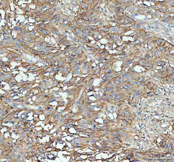 a00171 icam1 primary antibodies ihc testing 4_1