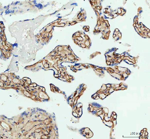 a00171 icam1 primary antibodies ihc testing 6